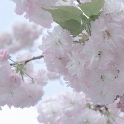 兽设萌新入门指南兽圈社群